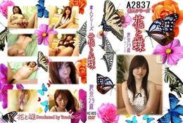 高品質な無修正DVD・裏DVDサイト ビーナス 買い物カゴ画像 花と蝶　855 香田麗奈